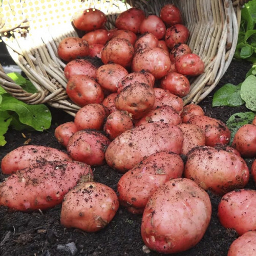 Заголовок